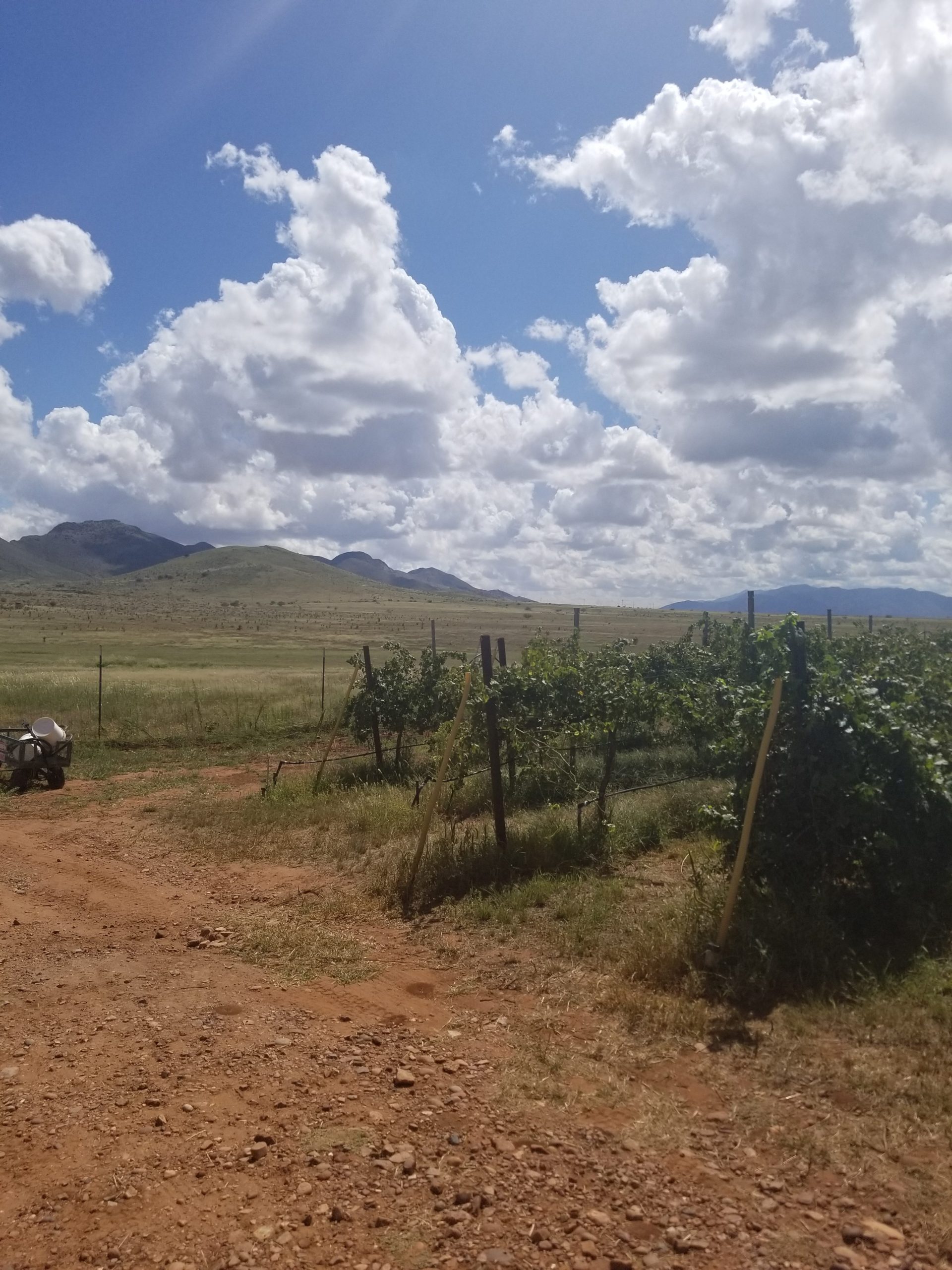 Hannah's Hill Vineyard