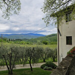 Vineyard on the Estate of Petroio in Tuscany